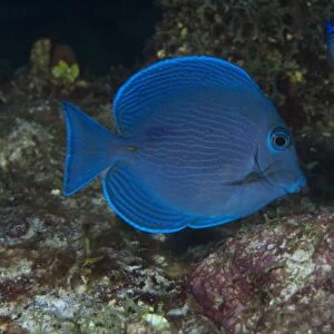 Blue Tang (Acanthurus coeruleus), Punta Gruesa, Mahahual Peninsula, Quintana Roo
