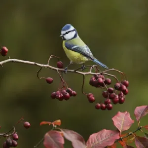Blue Tit Print - European Cranberry Bush Scene