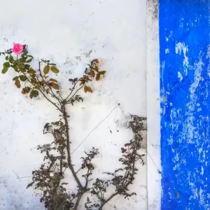 Blue White Wall Pink Rose Street Medieval Town Obidos Portugal Blue White Wall Pink Rose Street Medieval Town Obidos Portugal