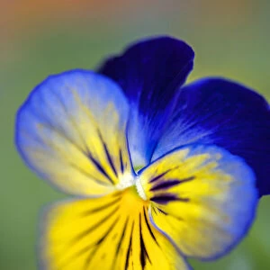 Blue and yellow pansy, USA