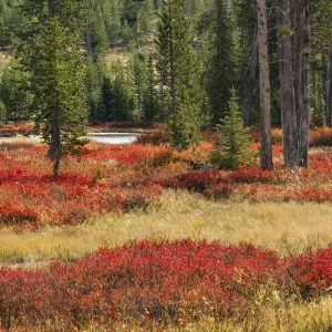 Blueberry leaves in autumn red coloration, Yellowstone National Park, Wyoming Blueberry leaves in autumn red coloration, Yellowstone National Park, Wyoming