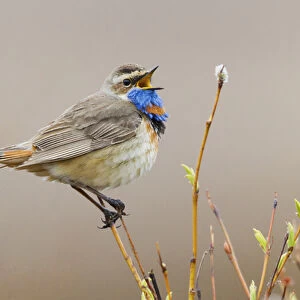 Bluethroat (male) Singing