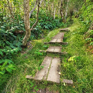 Boardwalk on the Alakai Swamp Trail, Kokee State Park, Kauai, Hawaii, USA