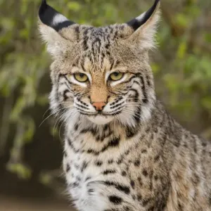 Bobcat Print - Texas Wildlife Scene