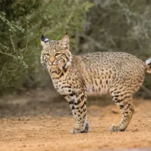 Bobcat (Lynx rufus) walking