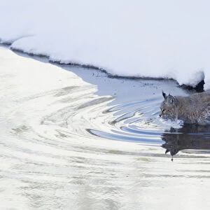 Bobcat; a winter river crossing