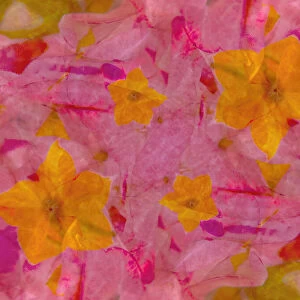 Bold pink and yellow floral abstract