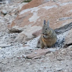Bolivia, Atacama Desert, viscacha or vizcacha. This rodent is found in rocky areas in Bolivia, Atacama Desert, viscacha or vizcacha. This rodent is found in rocky areas in