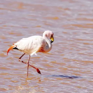 Bolivia, Laguna Colorada, Red Lake, Eduardo Avaroa Andean Fauna National Reserve James