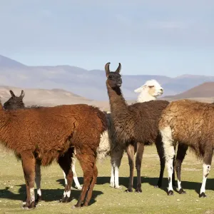 Bolivia, San Juan, llama. A small herd of llamas shows the diversity of the wool colors Bolivia, San Juan, llama. A small herd of llamas shows the diversity of the wool colors
