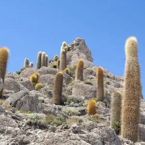 Bolivia, Uyuni, Salar de Uyuni, Echinopsis tarijensis and pasacana Bolivia, Uyuni, Salar de Uyuni, Echinopsis tarijensis and pasacana