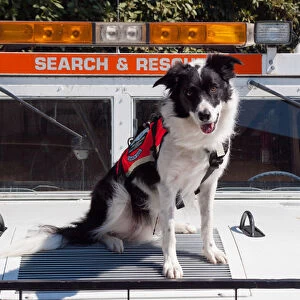 Border Collie Search and Rescue Dog