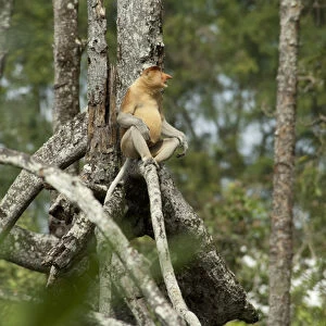 Borneo, Brunei. Mangrove forest on Brunei River, near Bandar Seri Begawan