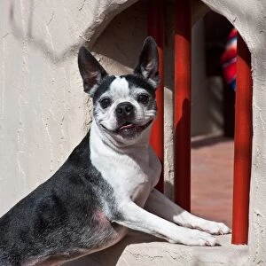 A Boston Terrier posing in front of a small window with red bars