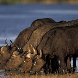 Botswana, Chobe National Park, Cape Buffalo (Syncerus caffer) herd drinks from Chobe