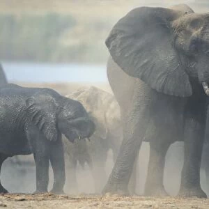 Botswana, Chobe National Park, Elephant herd (Loxodonta africana) raises cloud of