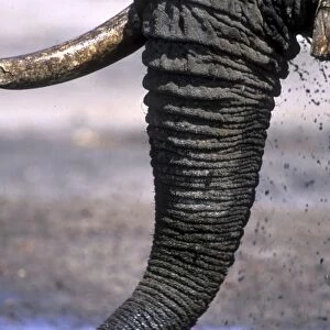 Botswana, Chobe National Park, Detail of Elephants trunk (Loxodonta africana)