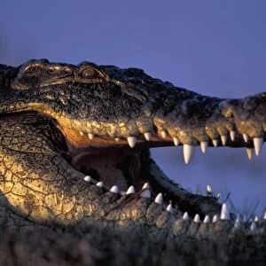 Botswana, Chobe National Park, Nile Crocodile (Crocodylus niloticus) lies along the