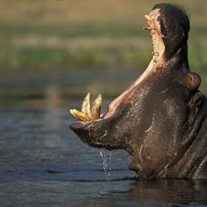 Botswana, Moremi Game Reserve, Hippopotamus (Hippopotamus amphibius) yawning threat