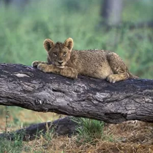 Botswana, Moremi Game Reserve, Lion cub (Panthera leo) sits on tree branch after