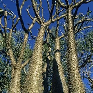 Bottle Tree, (Pachypodium lamerei), Spiny Desert, SW Madagascar