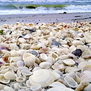 Bounty of Shells on Beaches of Sanibel Island, Florida, USA