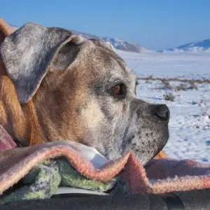 Boxer Viewing Snowscape Print Boxer Viewing Snowscape Print