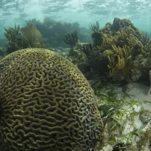 A brain coral is seen as part of a coral outgrowth in shallow blue water off the Isle of Youth A brain coral is seen as part of a coral outgrowth in shallow blue water off the Isle of Youth