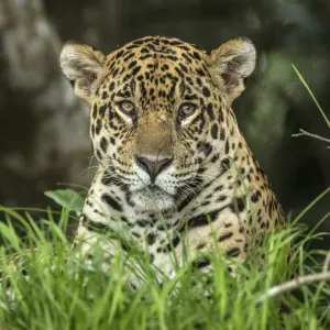 Brazil, Pantanal. Wild jaguar close-up