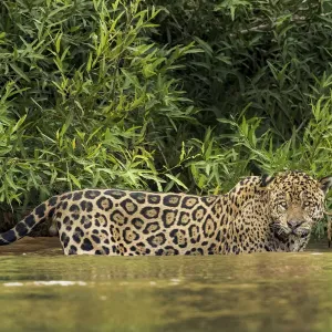 Brazil, Pantanal. Wild jaguar standing in river water Brazil, Pantanal. Wild jaguar standing in river water