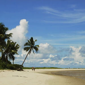 Brazil, Pernambuco, Ilha de Itamaraca, Corrao de Aviao, white beach with palm trees