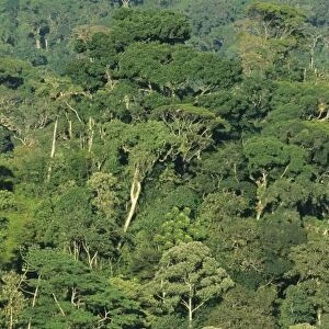 Brazil, Rio State, Serra dos Orgaos National Park, Atlantic protected forest