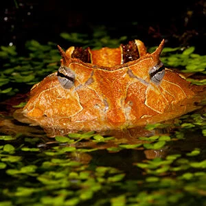 Brazilian Horn Frog, Ceratophrys cornutus, Native to Eastern South America, Mainly Brazil