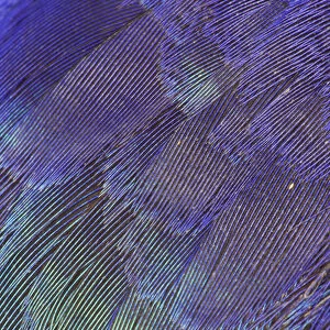 Breast feathers of Lilac Breasted Roller