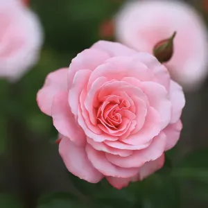 Bremerton, Washington State. Pink rose in garden Bremerton, Washington State. Pink rose in garden