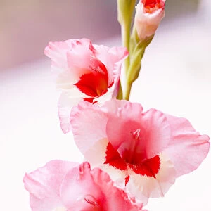 Bremerton, Washington State, USA. Gladiola flowers