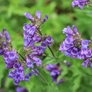 Bremerton, Washington State, Usa. Purple flower in garden Bremerton, Washington State, Usa. Purple flower in garden