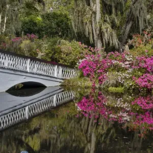 Bridge crossing pond Springtime azelea blooming Magnolia Plantation, Charelston South