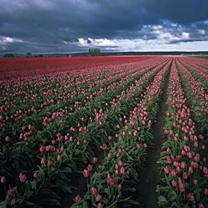 Bright pink and red tulips glow under dark clouds in the Skagit Valley of Washington