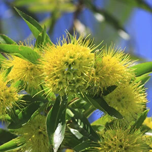 A bright yellow wattle tree in suburban Cairns, far north Queensland, Australia