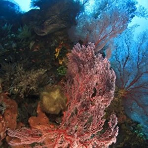 Brilliant red sea fans (Melithaea sp. ), Komba Island, Flores Sea, Indonesia