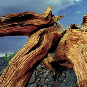 Bristlecone pine roots, White Mountains, Inyo National Forest, California