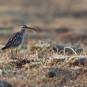 Bristled-thighed Curlew
