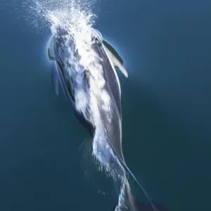 British Columbia. Pacific white-sided dolphins (Lagenorhynchus obliquidens) play British Columbia. Pacific white-sided dolphins (Lagenorhynchus obliquidens) play
