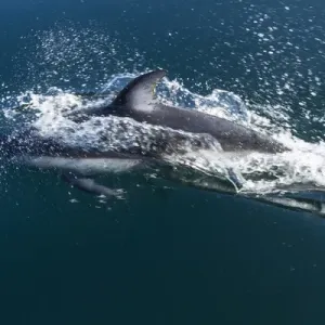 British Columbia. Pacific white-sided dolphins (Lagenorhynchus obliquidens) play British Columbia. Pacific white-sided dolphins (Lagenorhynchus obliquidens) play