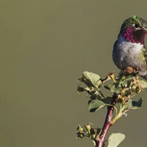Broad-tailed hummingbird (male)
