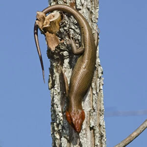 Broadhead Skink (Eumeces laticeps) Male The Orianne Indigo Snake Preserve