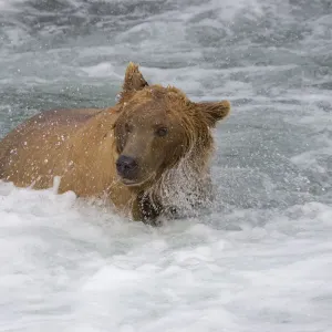 Brown Bear catching salmon at Brooks Falls, Katmai National Park, Alaska, USA Brown Bear catching salmon at Brooks Falls, Katmai National Park, Alaska, USA