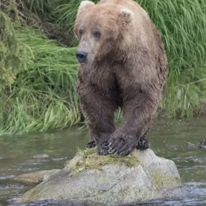 Brown Bear catching salmon in Brooks River, Katmai National Park, Alaska, USA Brown Bear catching salmon in Brooks River, Katmai National Park, Alaska, USA