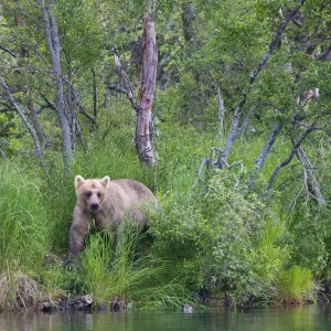 Brown Bear in the grass by Brooks River, Katmai National Park, Alaska, USA Brown Bear in the grass by Brooks River, Katmai National Park, Alaska, USA